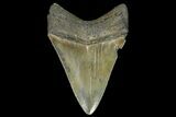 Serrated, Juvenile Megalodon Tooth - Georgia #142347-2